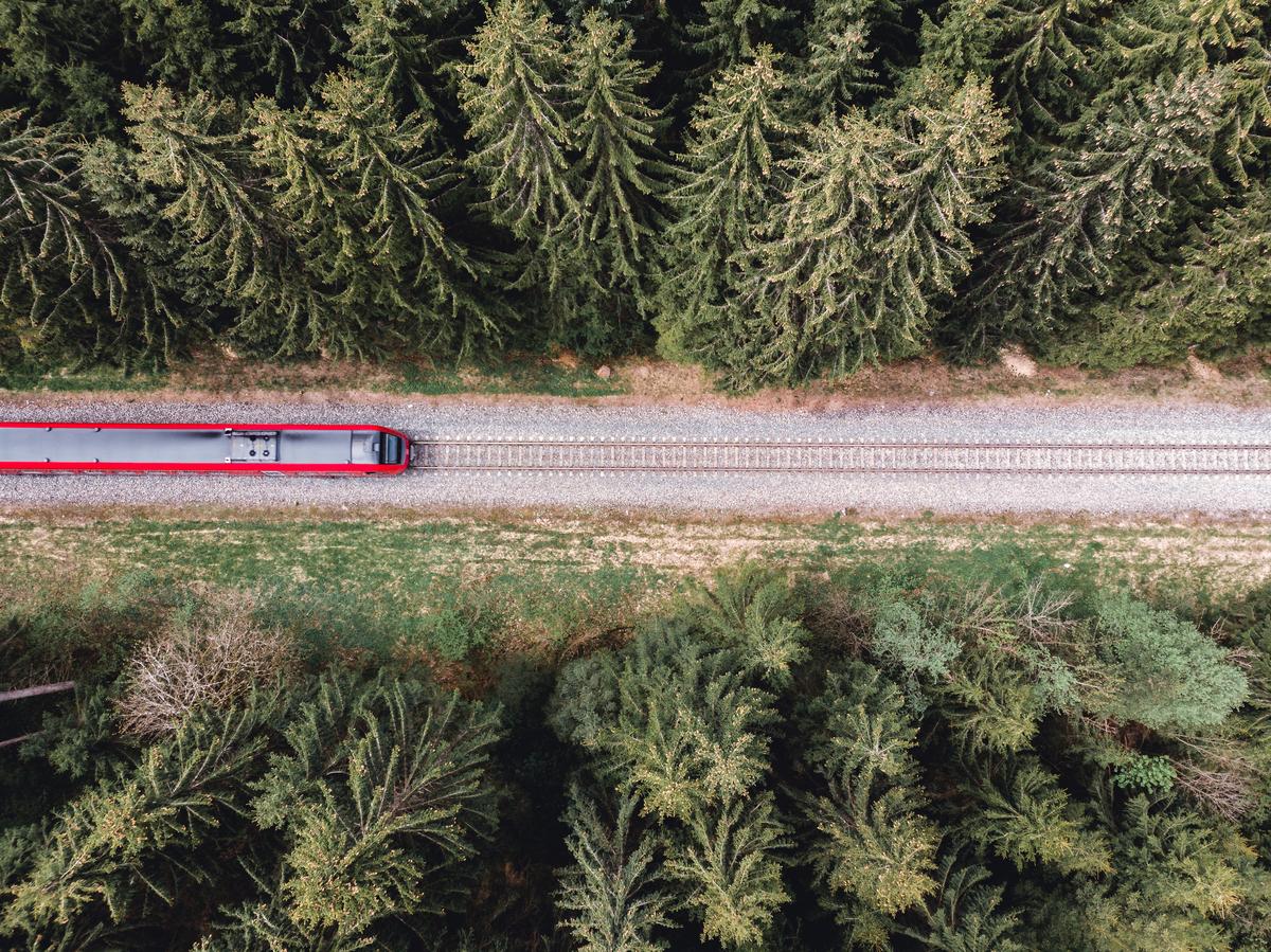 Train travel amongst trees