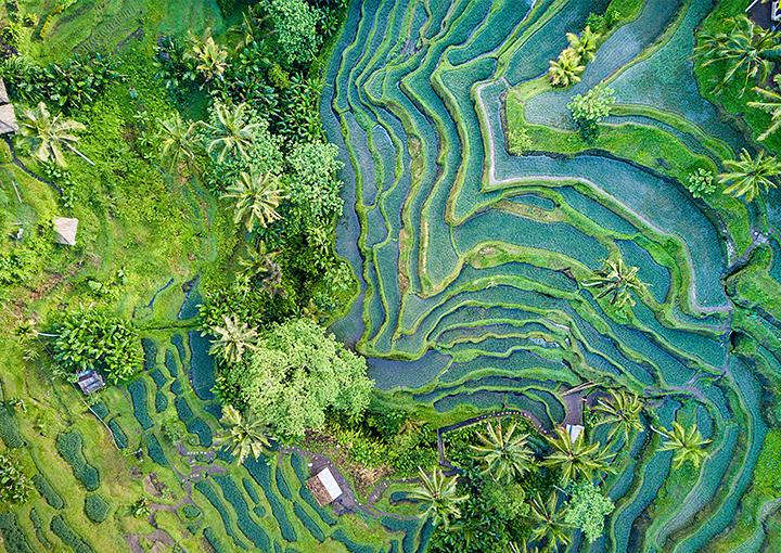 Aerial view of Thailand crops