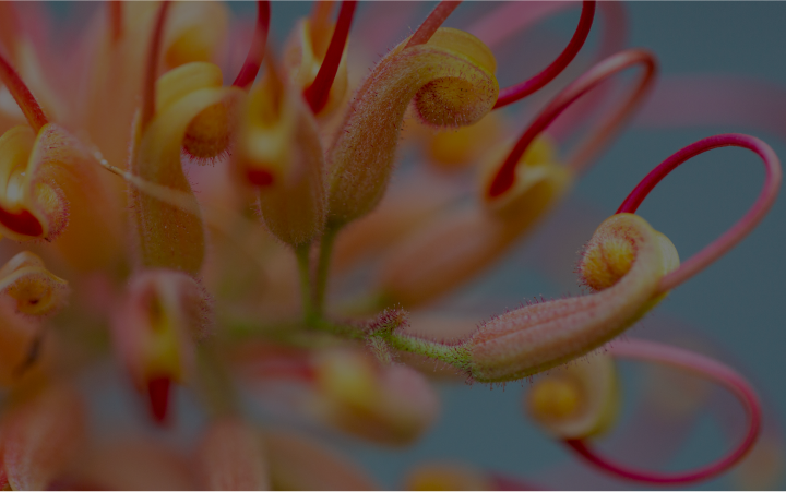 IDEX-image 720 x 450 (1)