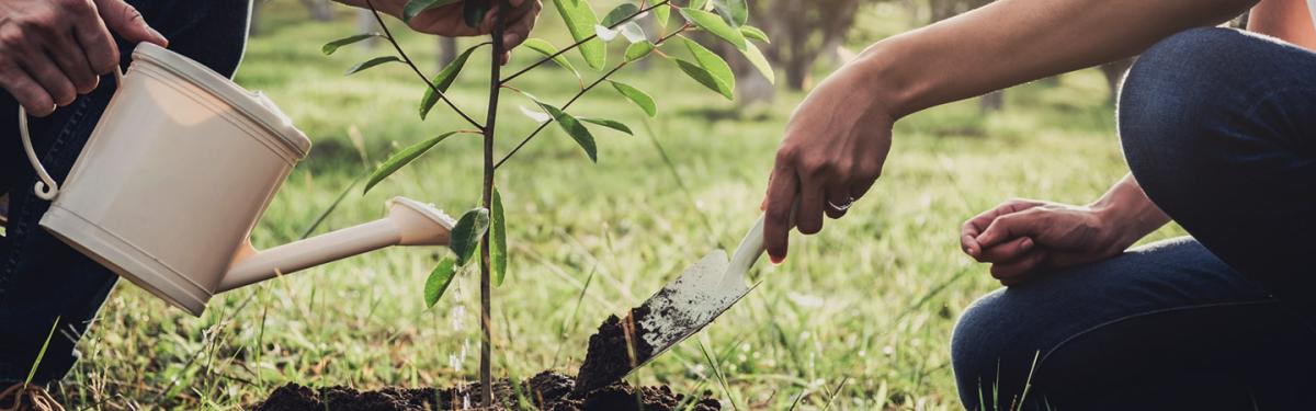 FCM Travel | Business Traveller | Sustainability Drive