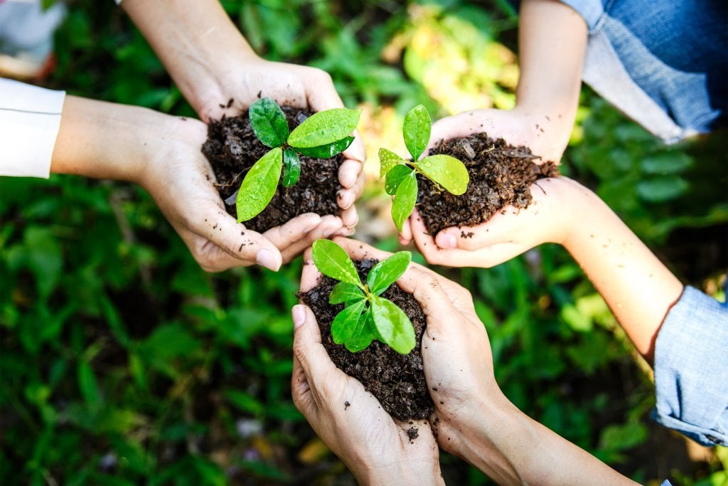 Female hand holding tree on nature field grass Forest conservation concept, In the hands of trees growing seedlings.