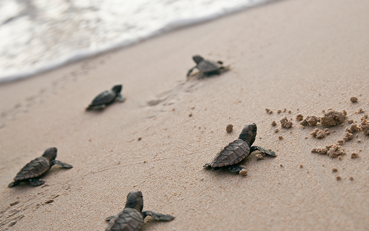 baby turtles on a beach