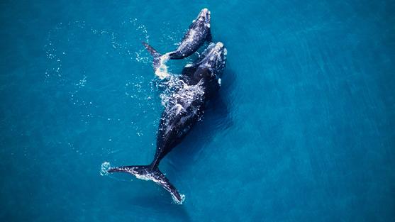 Whales in the ocean